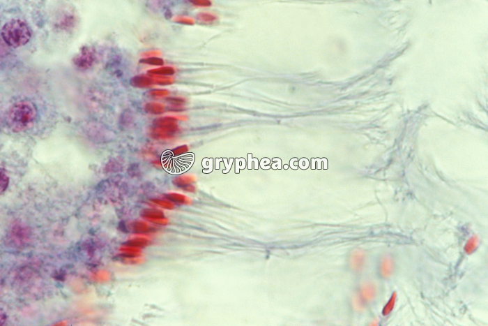 Spermatozoïdes de Mammifère dans un tube séminifère (testicule) x400 - gryphea.com